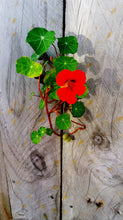Load image into Gallery viewer, nasturtium flower seed grow kit